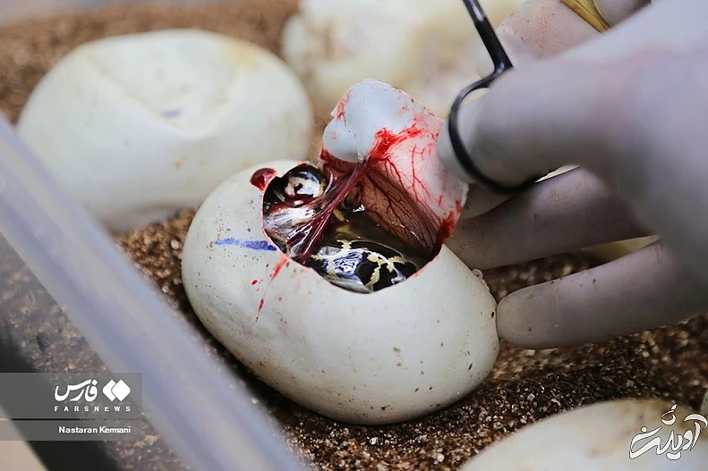 (تصاویر) تولد بچه مارهای پیتون در پارک چمران کرج